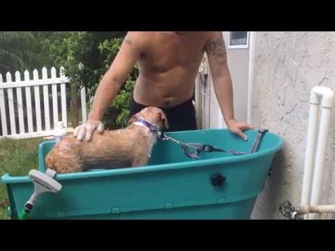 Pet Owner Gives Rescue Dog a Medicated Bath