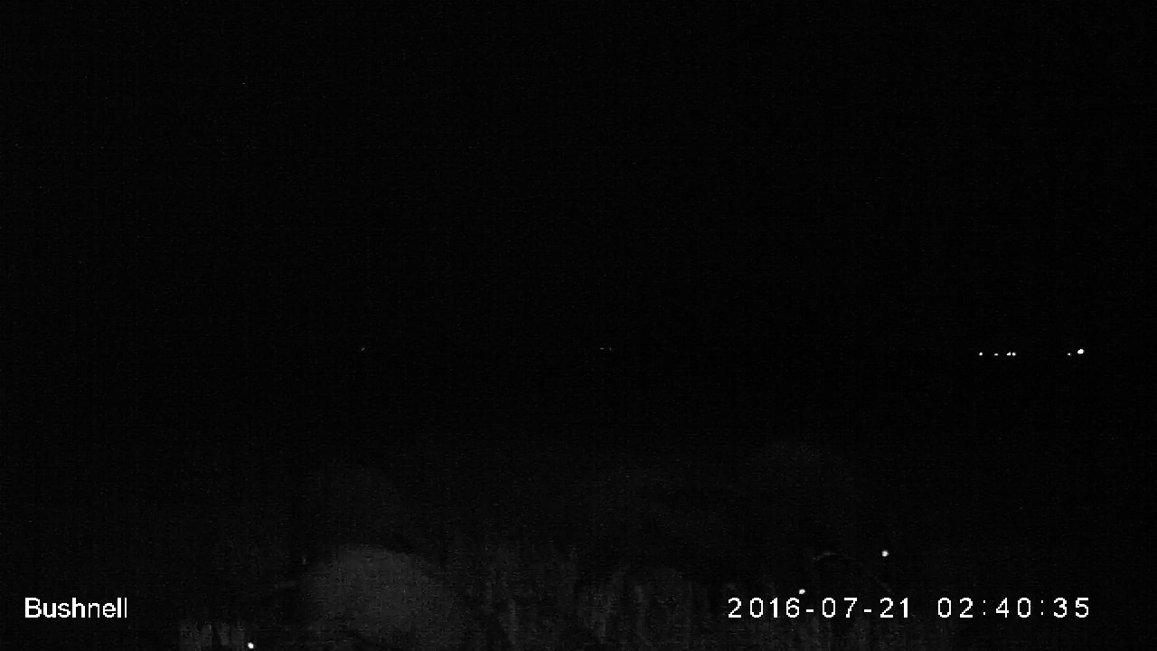 Sangliers_21_7_2016_1