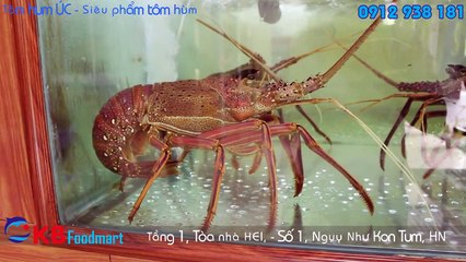 Tôm hùm ÚC - Siêu phẩm tôm hùm - Cung cấp độc quyền tại siêu thị hải sản KB