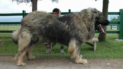 Top 10 Largest Dogs Breeds In The World
