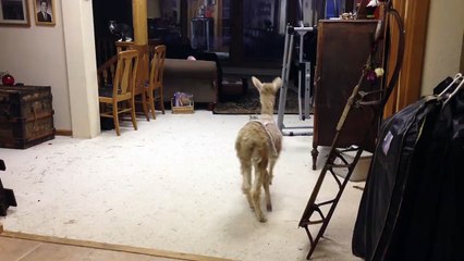 Un bébé Alpaga veut jouer avec des chats mais ils ont un peu peur de lui