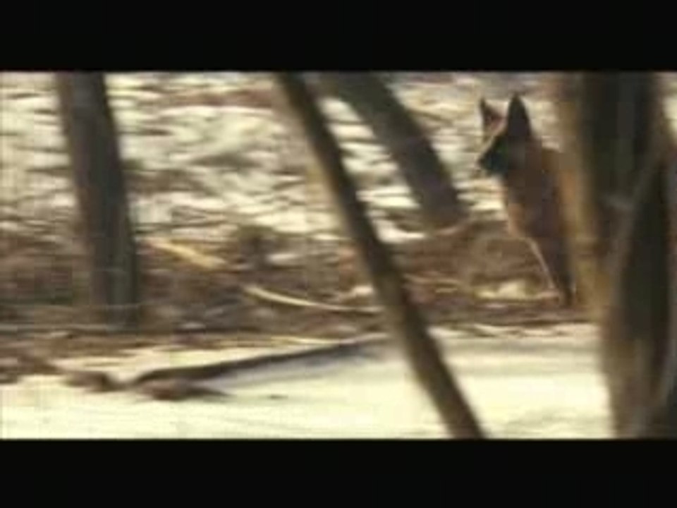 Rintintin – Extrait 3