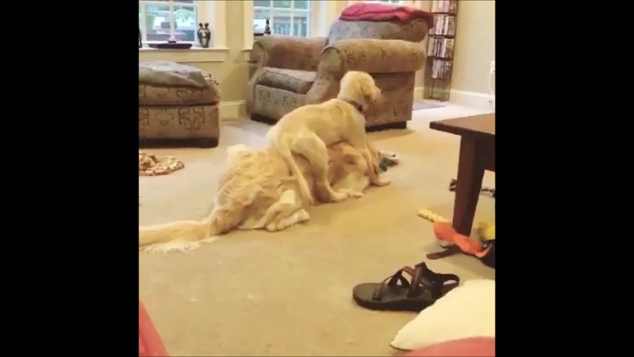 Ce chiot a le meilleur siège : le dos d'un plus gros chien :)