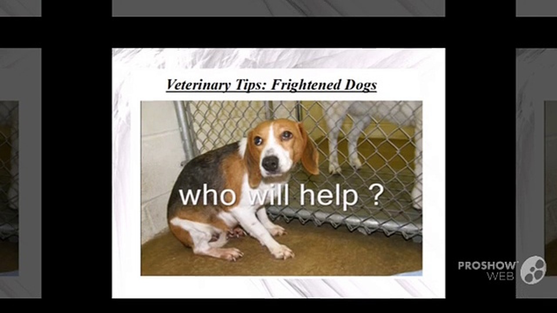 ⁣TruCare Pharmacy Veterinary Tips: Frightened Dogs