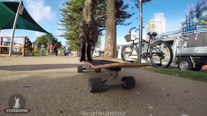 Ce chat sait faire du Skateboard et se pousser tout seul !