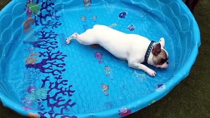 Ce bouledogue nage dans une piscine.. sans eau ! Qu'il est bête ce chien