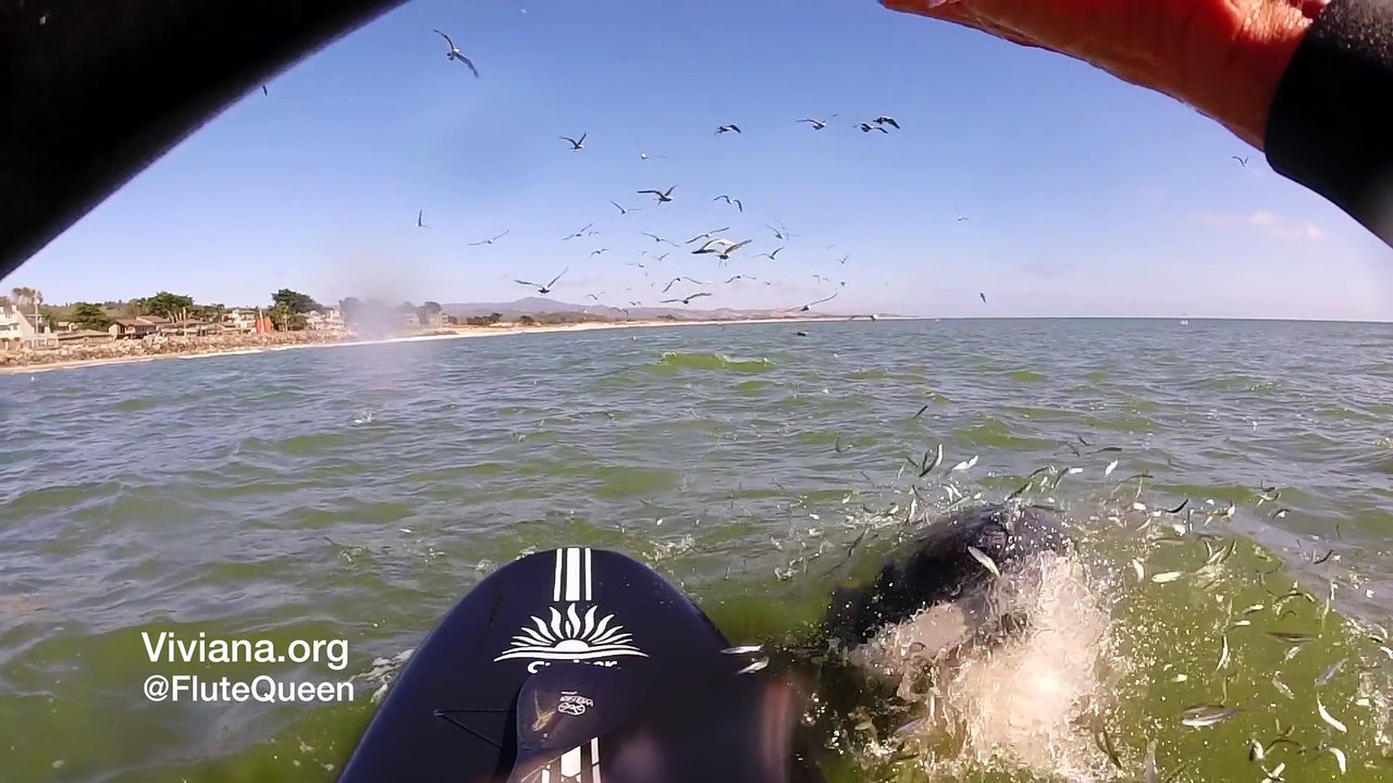 Une baleine surgit à quelques centimètres d'un paddle en pleine balade !