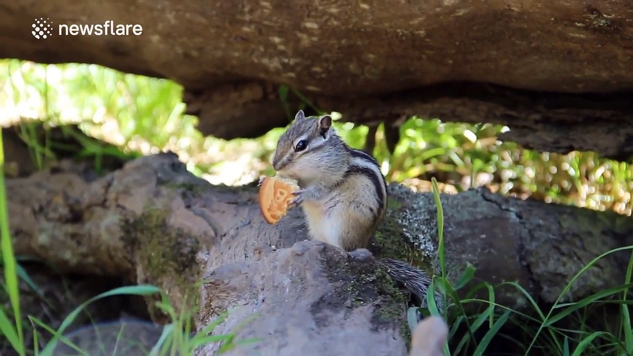 Siberian chipmunk eats a cake on a tree stump