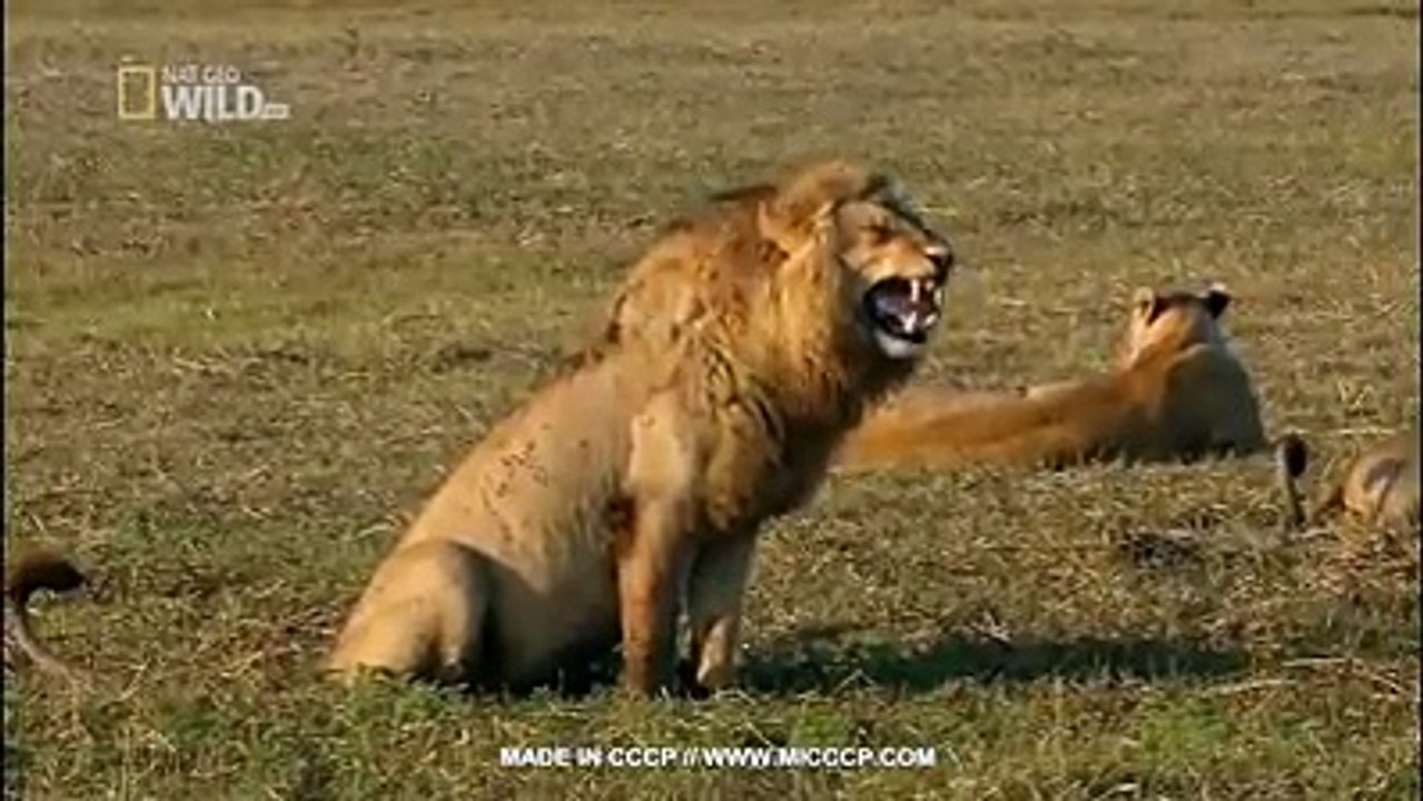 Funny video 2016