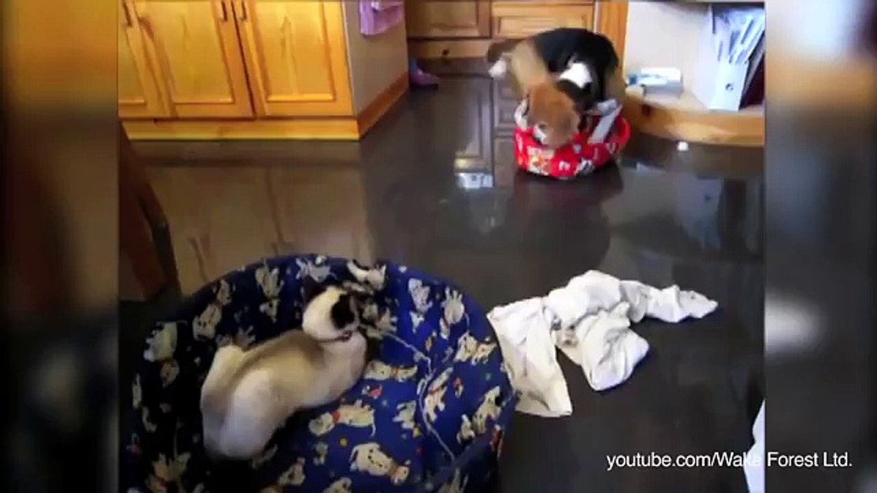 Questi GATTI dispettosi occupano il letto del loro "AMICO" CANE...che reazione avranno? QUESTA!