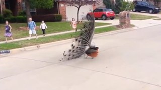 Peacocks take over