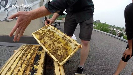 How to install an urban beehive