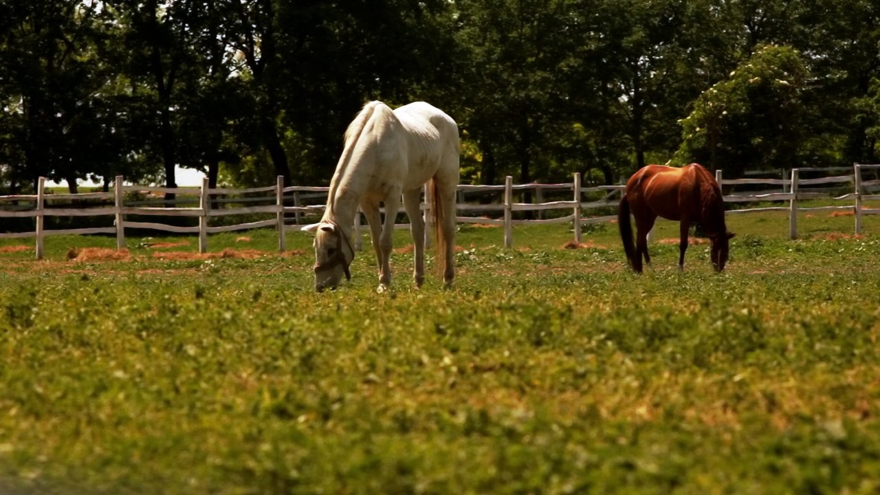 Horses