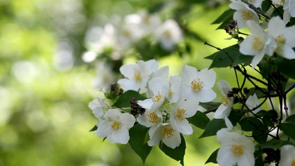 Jasmine flowers