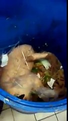 Video escalofriante de Restaurante de Comida China clausurado en México!!!