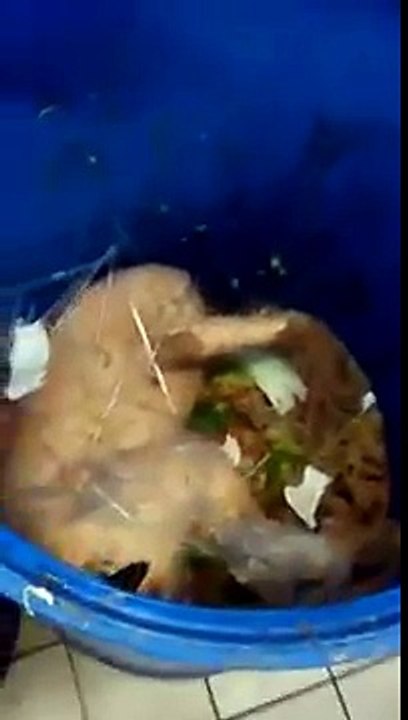 Video escalofriante de Restaurante de Comida China clausurado en México!!!
