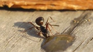 ¡Esta hormiga es rusa sin duda alguna!