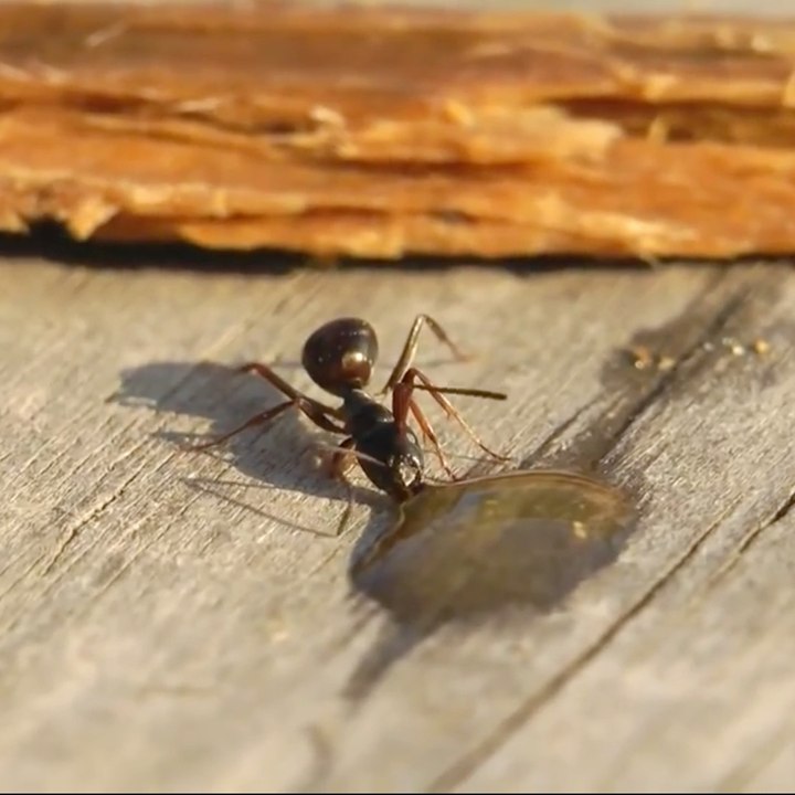 Esta formiga é russa com certeza!