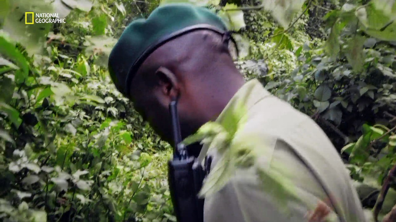 Les gorilles : les trésors du Parc de Virunga