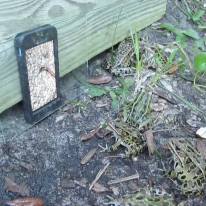 Une émission réservée aux grenouilles !