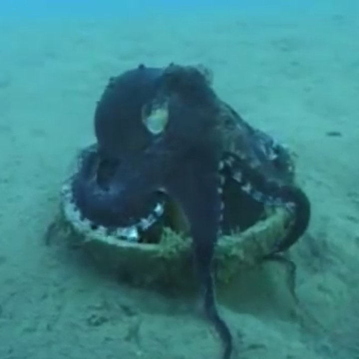 La sorprendente morada de un pulpo