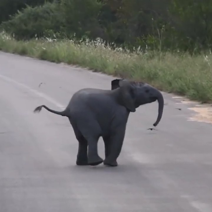 Una cría de elefante cazando pájaros