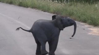 Um bebê elefante perseguindo aves