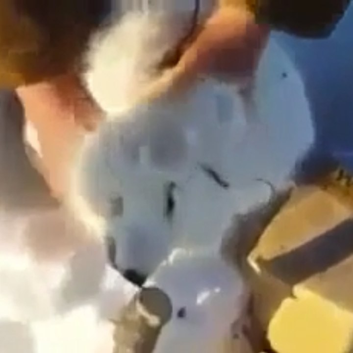 A raposa mais esperta!