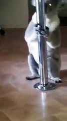Coala tenta fazer "strippe" num varão!!