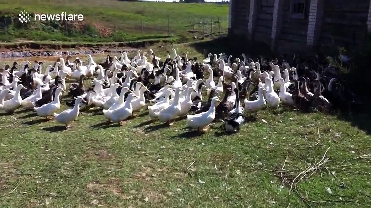 A large group of quacking ducks making a lot of noise