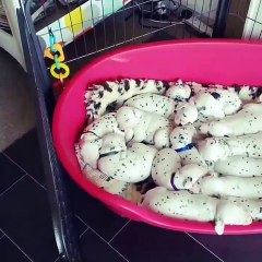 Giant litter of Dalmatian puppies preciously nap together