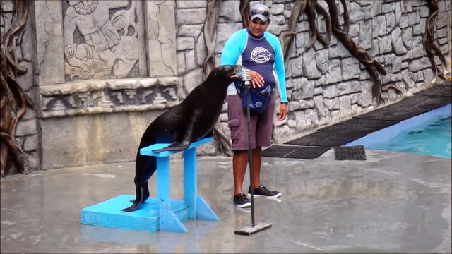 Une otarie fait une reprise de Crazy de Gnarls Barkley