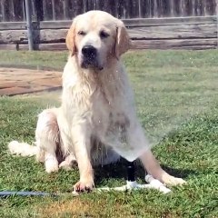Dog cools off by sitting in front of sprinkler