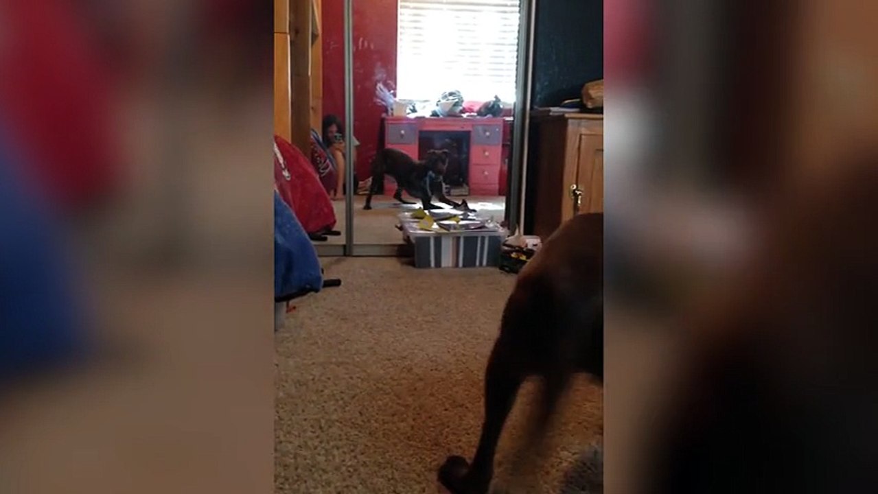 Cute Dog Meets His Reflection For The First Time