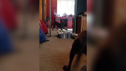 Cute Dog Meets His Reflection For The First Time