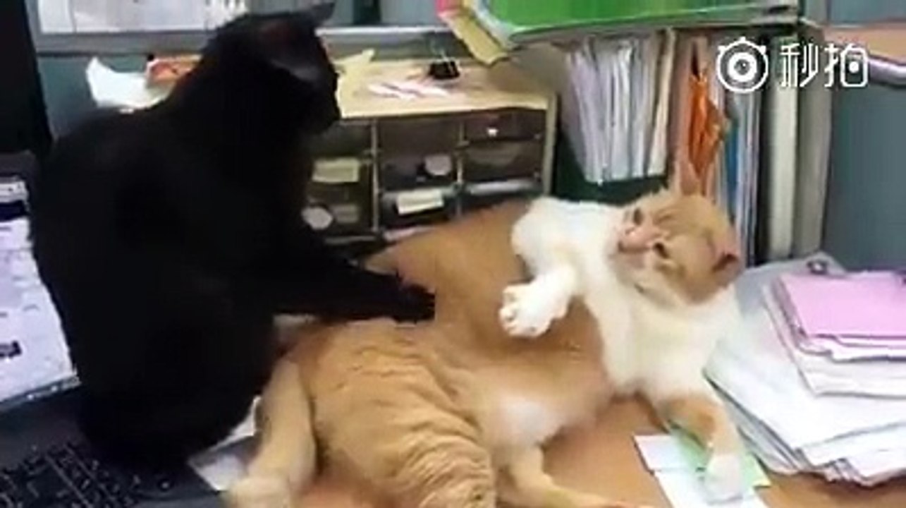 Massage d'un gros chat par un autre ! Et petits coups de pattes lol