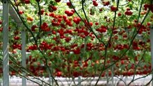 Octopus Tomato Tree : Le plant qui produit des tomates à une vitesse phénoménale