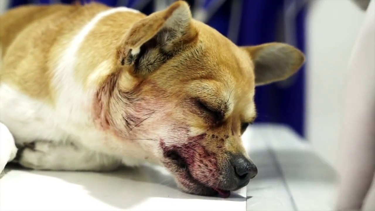 “BOSS”, TERRIFIED OF THE FIREWORKS…IS FIGHTING FOR HIS LIFE!!!
