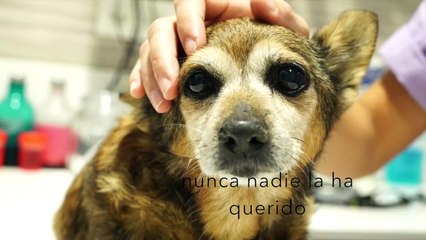 24 HORAS PARA SALVAR A LINA