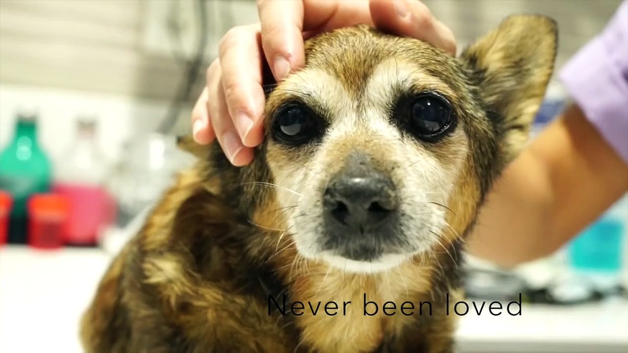 24 HOURS TO SAVE LINA