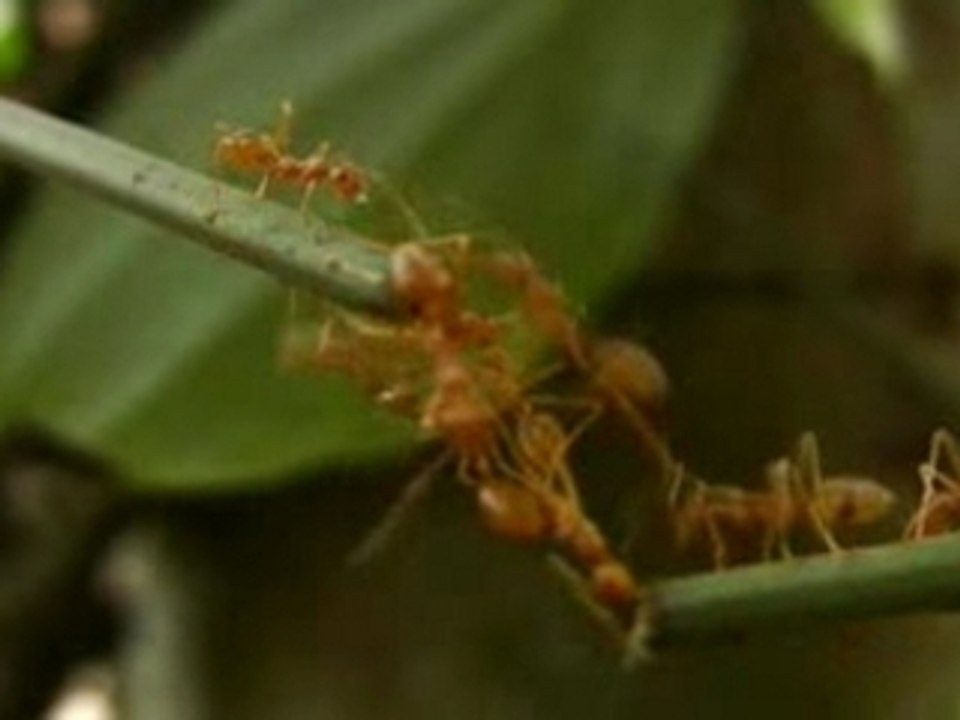 Pont en fourmis - Ant Bridge