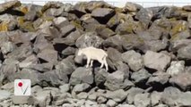 Mountain Goat Drowns Fleeing From Curious Tourists
