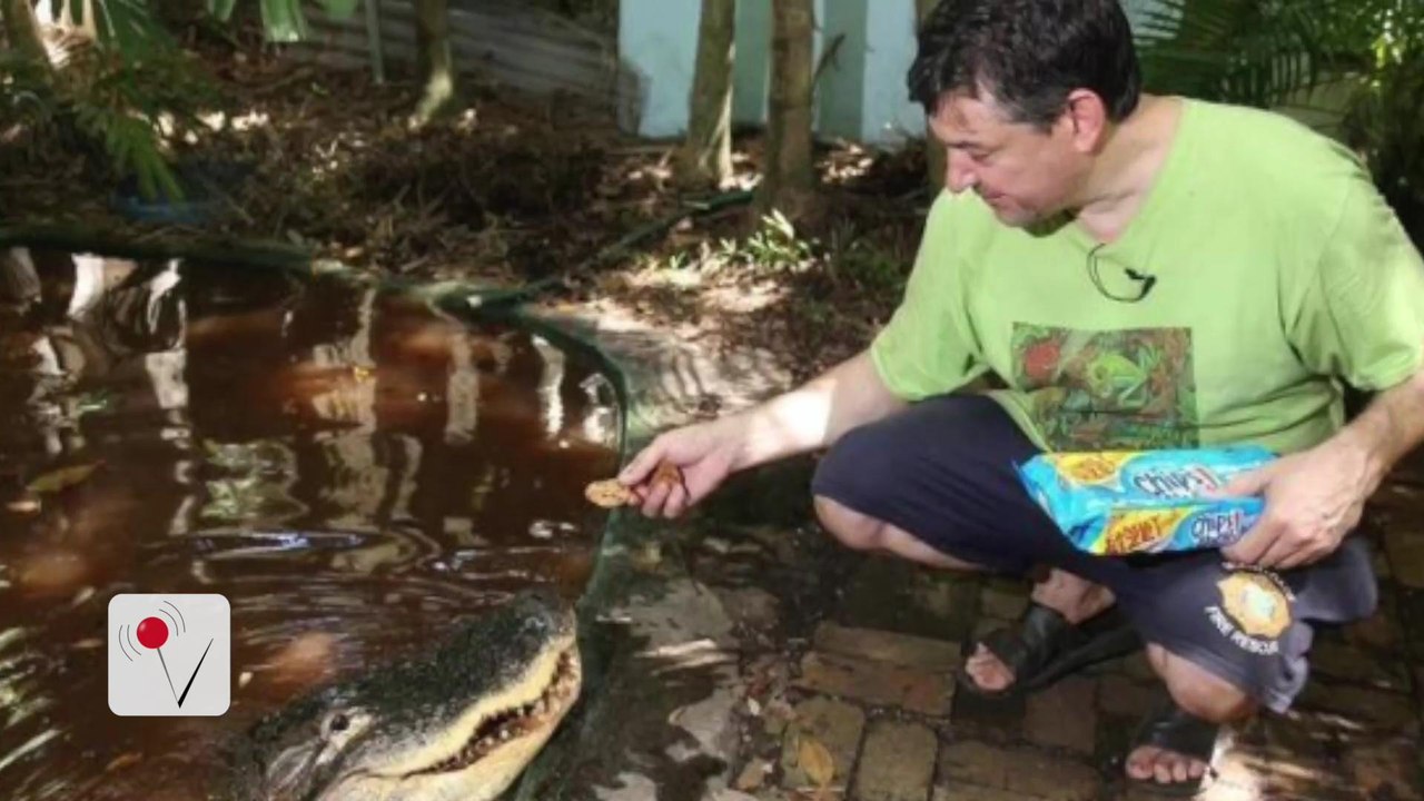 Florida Man Fights To Keep Pizza And Cookie-Eating Pet Alligator