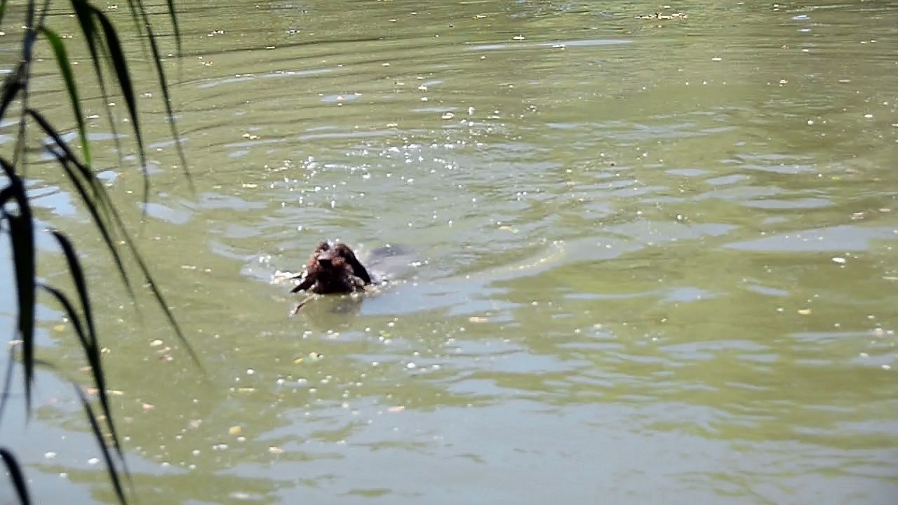 Rapport à l'Eau Griffon Korthals