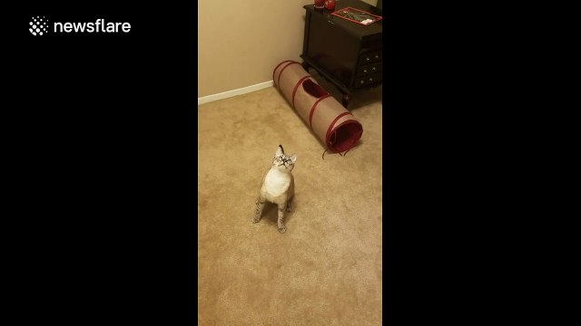 Cat tries to follow ceiling fan with its head