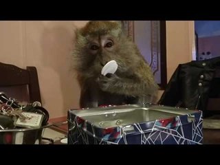 Monkey Tests How Many Poker Chips She Can Fit in Her Mouth