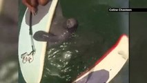 Quand un lamantin amical vient se pose sur ton paddle Board