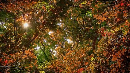 Tiny Giants Trailer - BBC