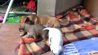 I cuccioli di Iena - Iena's puppies - 25 giorni/days