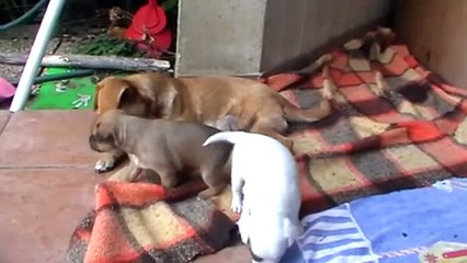 I cuccioli di Iena - Iena's puppies - 25 giorni/days